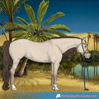 Horse Color:Classic Champagne Dun