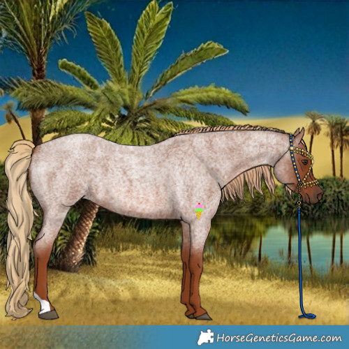 Horse Color:Red Roan