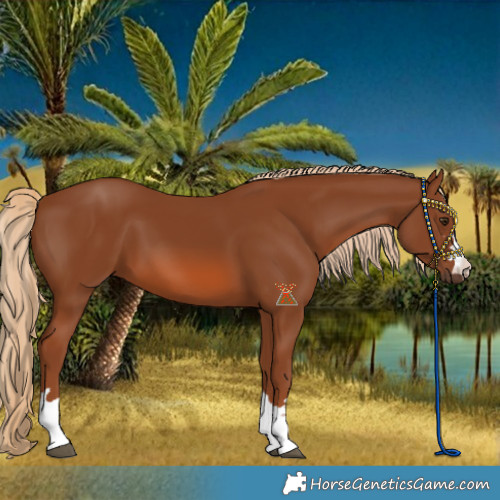 Horse Color:Chestnut 