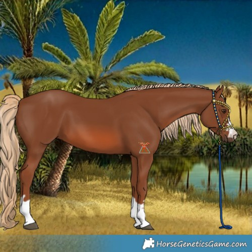 Horse Color:Chestnut 