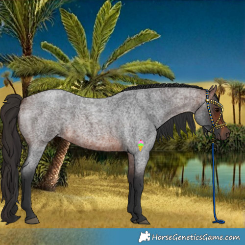 Horse Color:Brown Roan