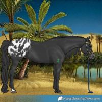 Horse Color:Black Blanket