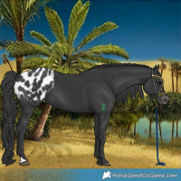 Horse Color:Black Appaloosa 
