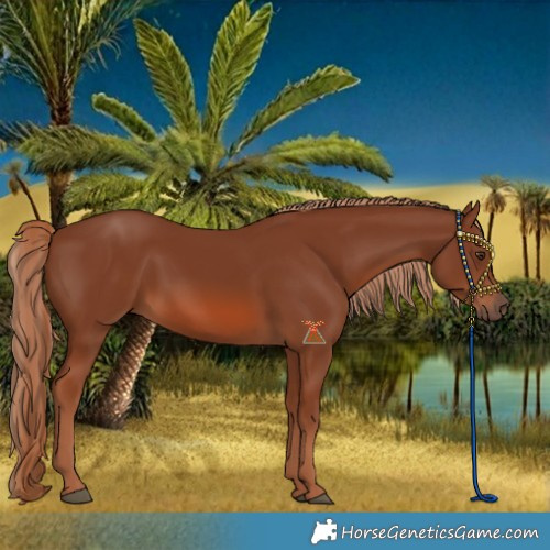 Horse Color:Chestnut 