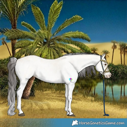 Horse Color:White Spotted Buckskin Dun 