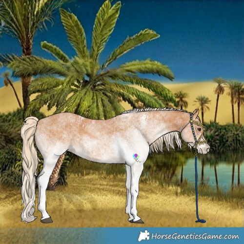 Horse Color:White Spotted Chestnut 
