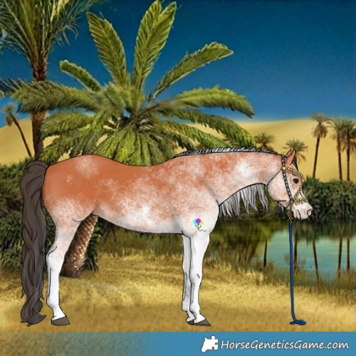 Horse Color:White Spotted Bay