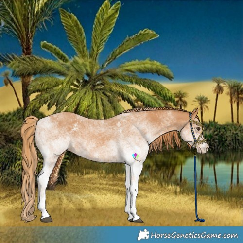 Horse Color:White Spotted Chestnut