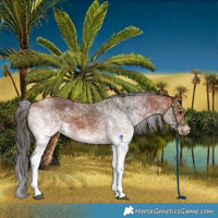 Horse Color:White Spotted Bay 
