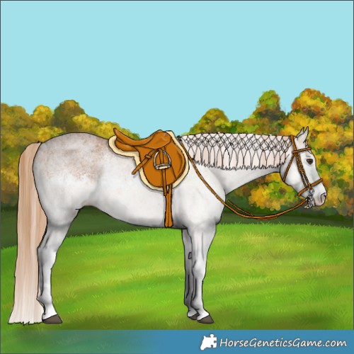 Horse Color:White Spotted Chestnut 
