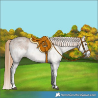 Horse Color:White Spotted Chestnut 