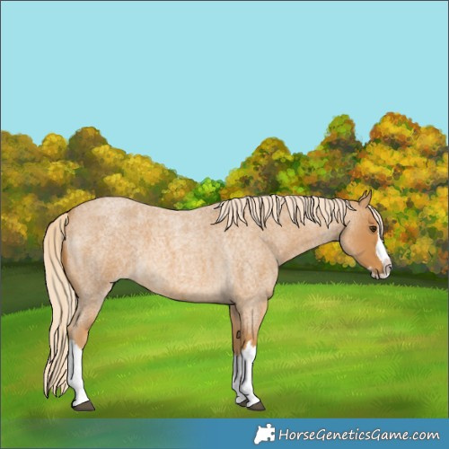 Horse Color:Palomino Roan Splash 