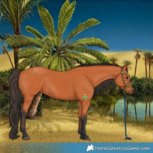 Horse Color:Bay 