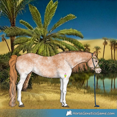 Horse Color:White Spotted Chestnut 