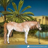 Horse Color:White Spotted Chestnut 