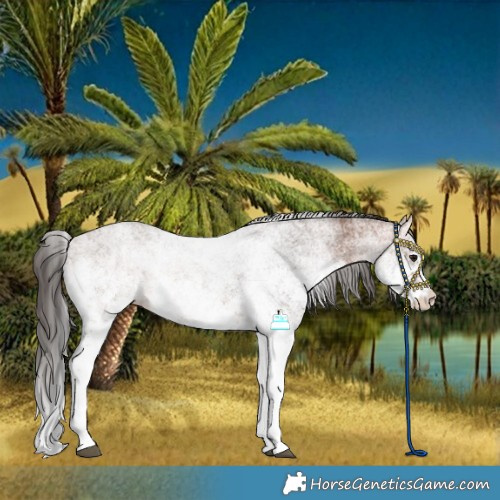 Horse Color:White Spotted Bay 