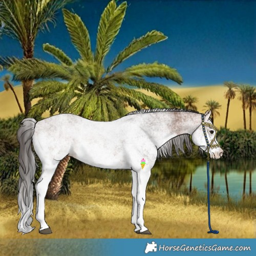Horse Color:White Spotted Bay 