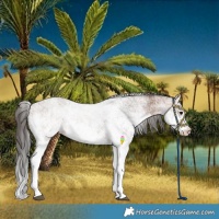Horse Color:White Spotted Bay