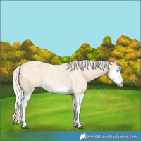 Horse Color:Silver Buckskin Roan Splash