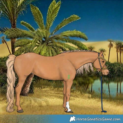 Horse Color:Chestnut Appaloosa 