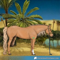 Horse Color:Chestnut Varnish