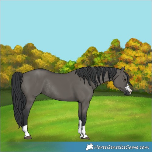 Horse Color:Grullo Rabicano 