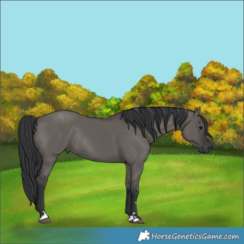 Horse Color:Grullo Rabicano 