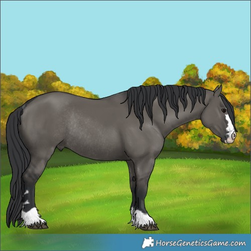 Horse Color:Grullo Rabicano 