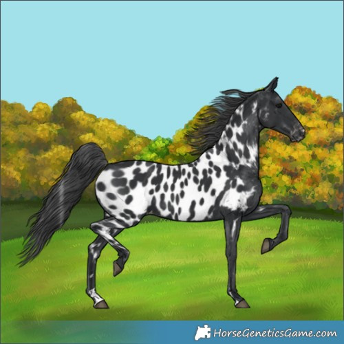 Horse Color:Black Appaloosa 