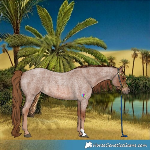 Horse Color:Red Roan