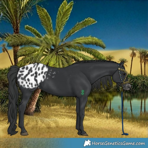 Horse Color:Black Blanket
