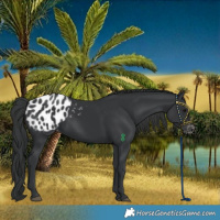 Horse Color:Black Blanket