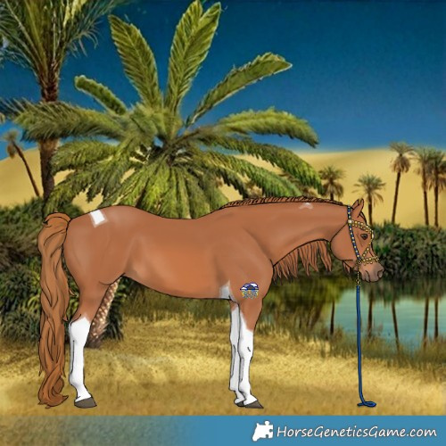 Horse Color:Chestnut Tobiano