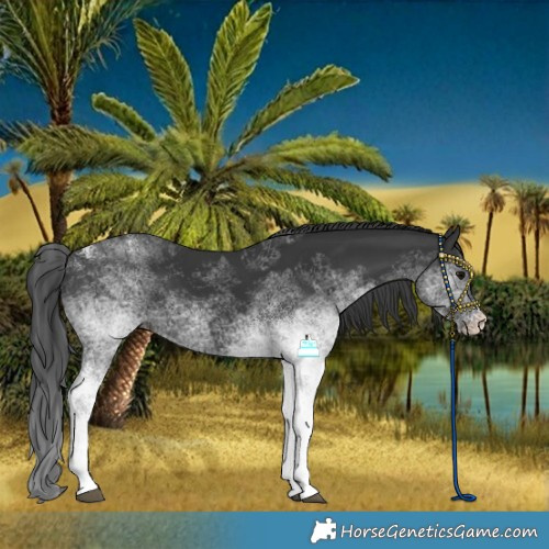 Horse Color:White Spotted Black 