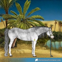 Horse Color:White Spotted Black 