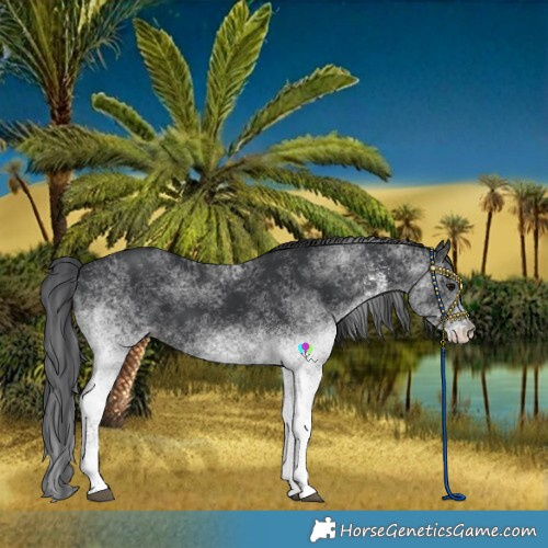 Horse Color:White Spotted Black