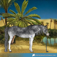Horse Color:White Spotted Black 