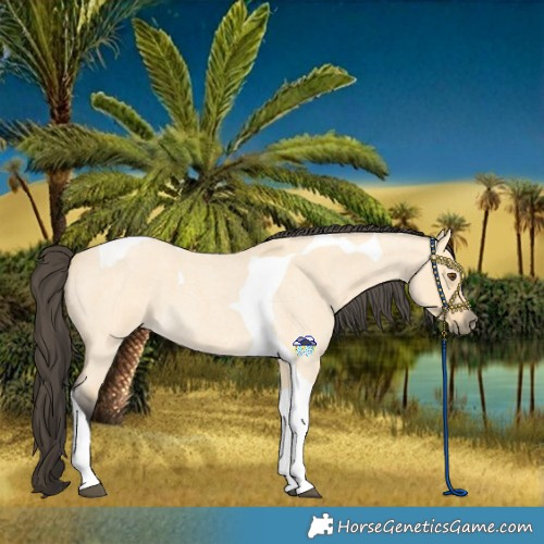 Horse Color:Buckskin Roan Dun Tobiano 