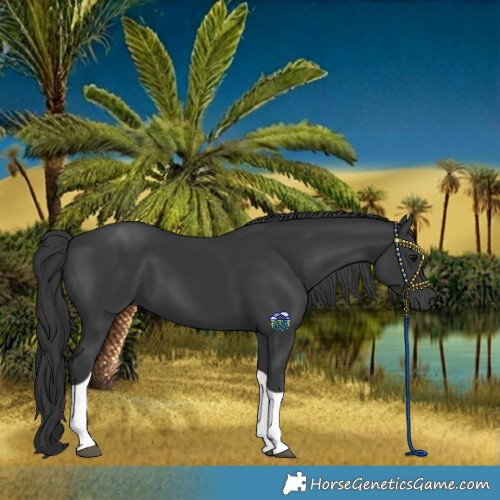 Horse Color:Black Tobiano Rabicano 