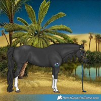 Horse Color:Black Tobiano Rabicano 