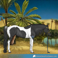 Horse Color:Black Tobiano Rabicano 