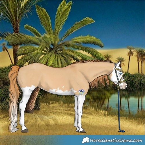 Horse Color:Red Dun Splash