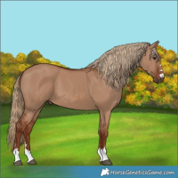 Horse Color:Red Dun 