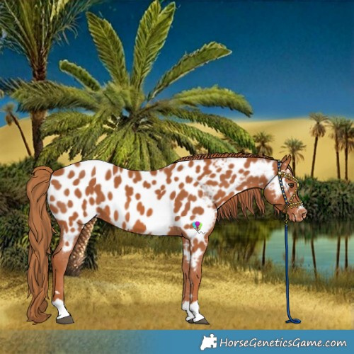 Horse Color:Chestnut Near Leopard 