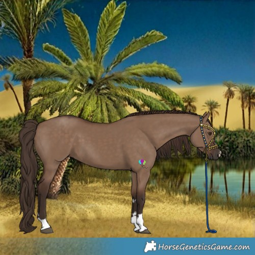 Horse Color:Liver Red Dun 