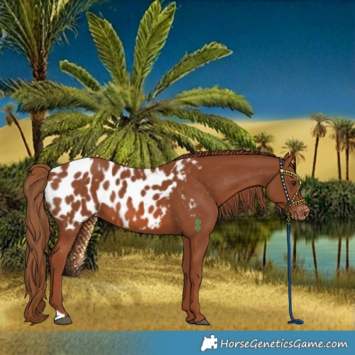 Horse Color:Chestnut Near Leopard