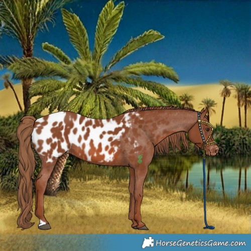 Horse Color:Chestnut Near Leopard 
