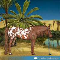 Horse Color:Chestnut Near Leopard