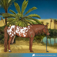 Horse Color:Chestnut Appaloosa 
