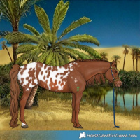 Horse Color:Chestnut Near Leopard